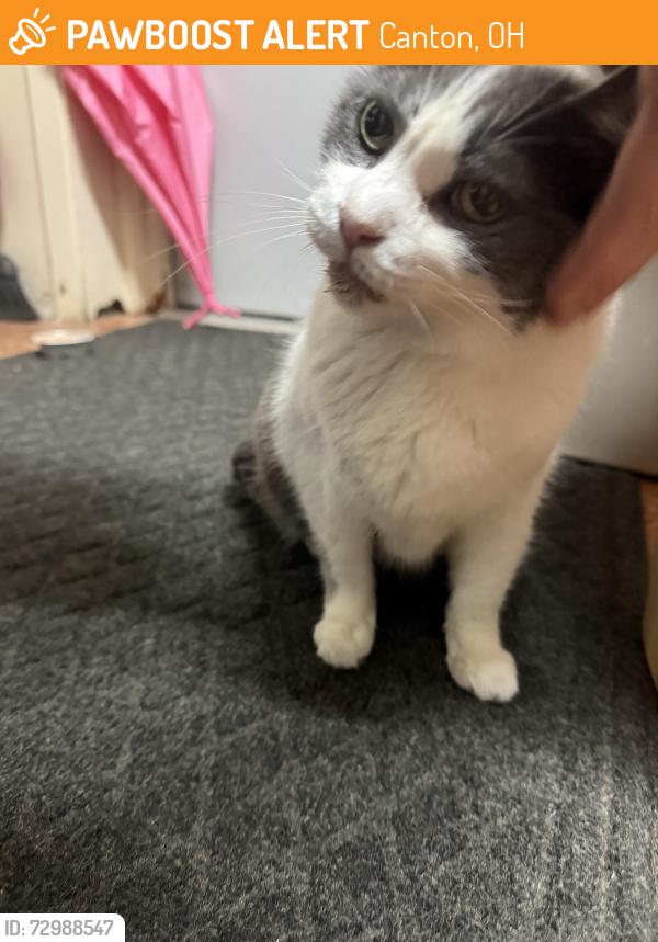 Found/Stray Unknown Cat last seen 30th st canton Ohio , Canton, OH 44709