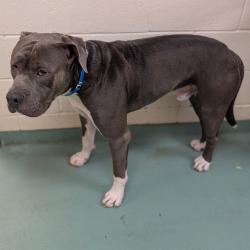 Shelter Stray Male Dog last seen , 2350 Appling City Cove, Memphis, TN 38133, USA