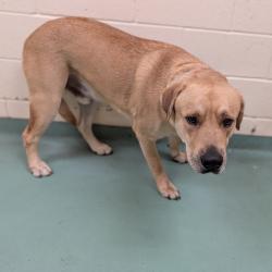Shelter Stray Male Dog last seen , 2350 Appling City Cove, Memphis, TN 38133, USA