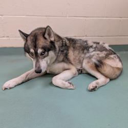 Shelter Stray Male Dog last seen , 2350 Appling City Cove, Memphis, TN 38133, USA
