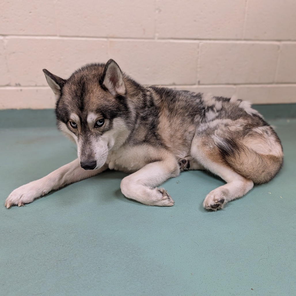 Shelter Stray Male Dog last seen , 2350 Appling City Cove, Memphis, TN 38133, USA