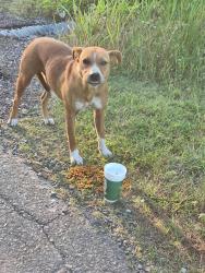 Found/Stray Unknown Dog last seen Orchard and Kirsey, Mead, Ok, Bryan County, OK 73449