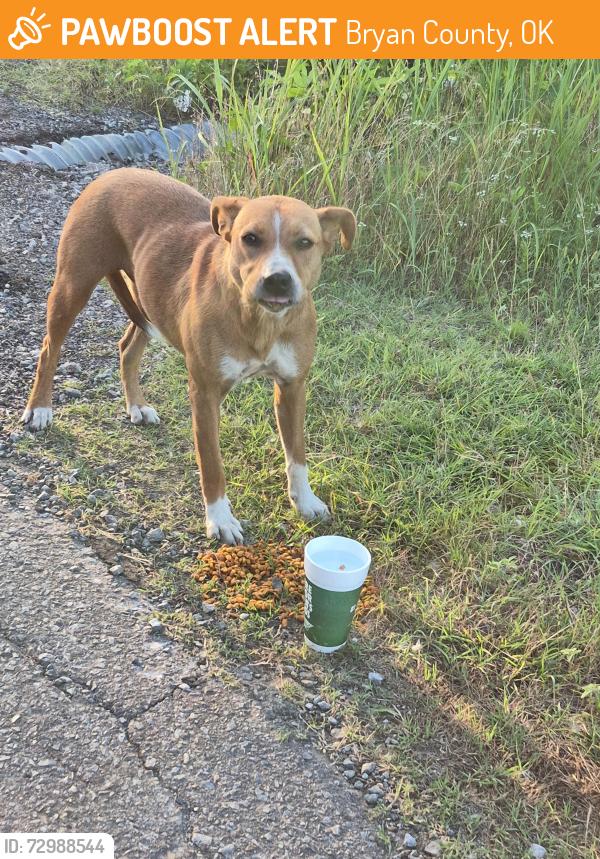 Found/Stray Unknown Dog last seen Orchard and Kirsey, Mead, Ok, Bryan County, OK 73449