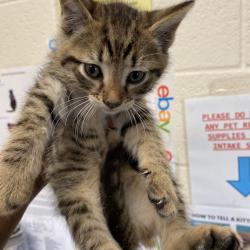 Shelter Stray Male Cat last seen , 2350 Appling City Cove, Memphis, TN 38133, USA