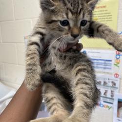 Shelter Stray Male Cat last seen , 2350 Appling City Cove, Memphis, TN 38133, USA