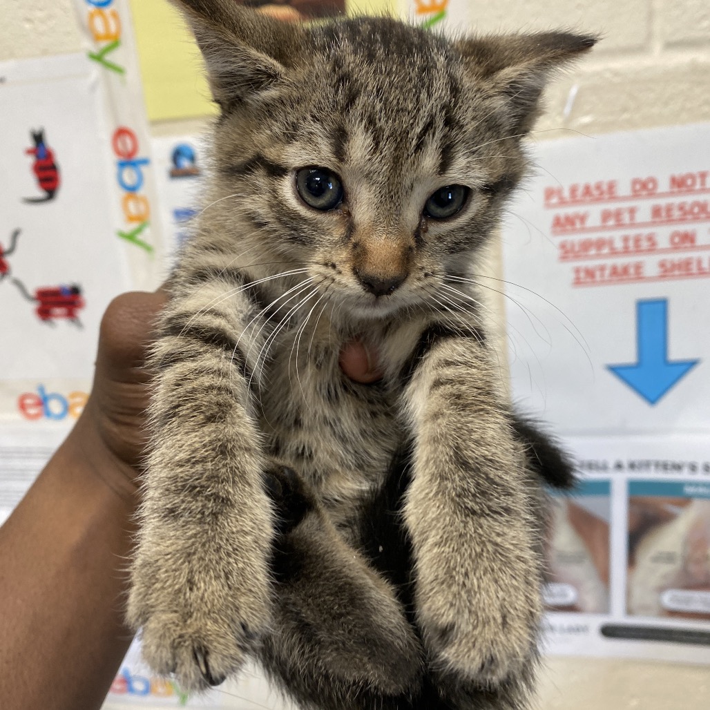 Shelter Stray Female Cat last seen , 2350 Appling City Cove, Memphis, TN 38133, USA