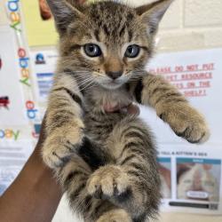 Shelter Stray Male Cat last seen , 2350 Appling City Cove, Memphis, TN 38133, USA