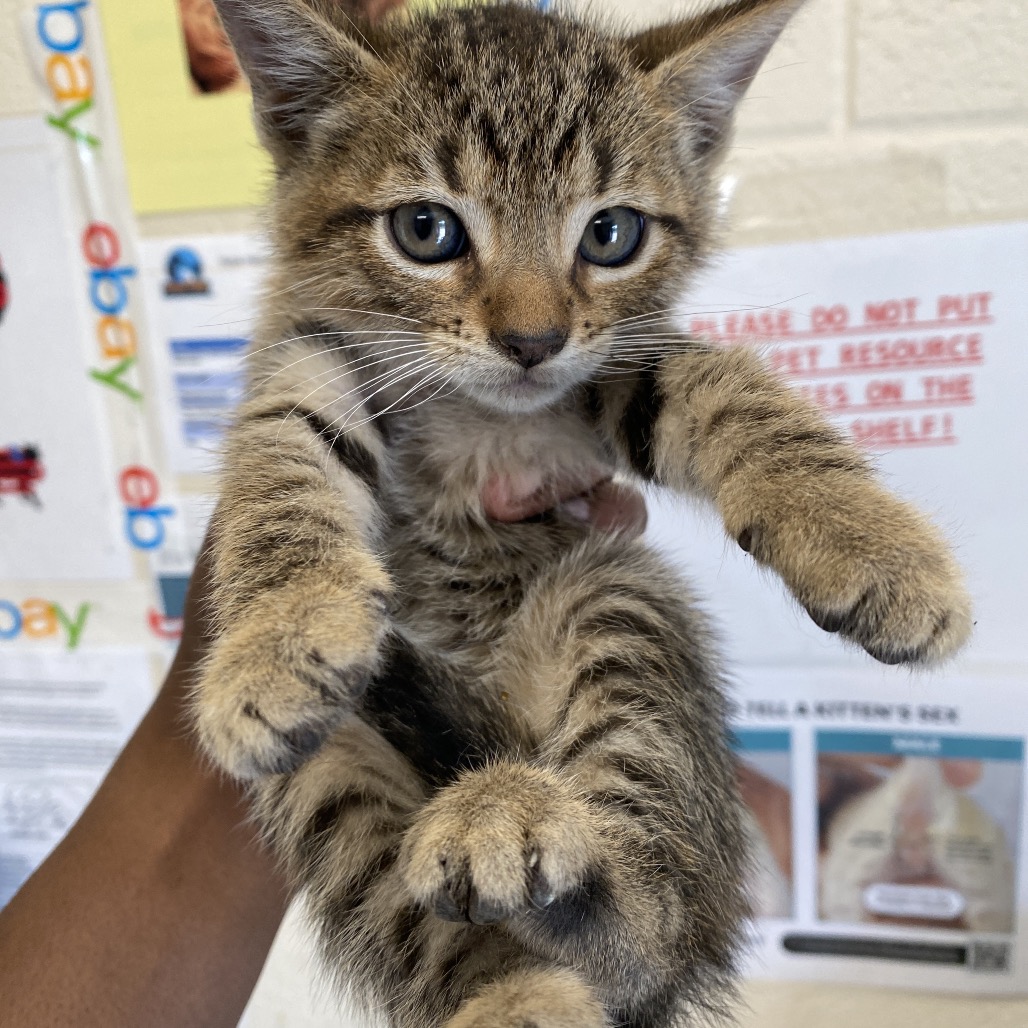 Shelter Stray Male Cat last seen , 2350 Appling City Cove, Memphis, TN 38133, USA