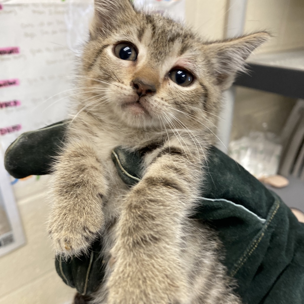 Shelter Stray Female Cat last seen , 2350 Appling City Cove, Memphis, TN 38133, USA