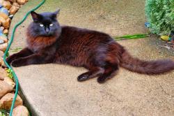 Lost Female Cat last seen LeBlanc Landing, Houston, TX 77375