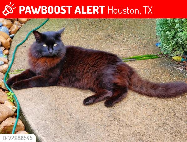 Lost Female Cat last seen LeBlanc Landing, Houston, TX 77375