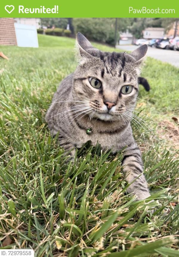 Reunited Female Cat last seen Castile Court, Richmond, VA 23238