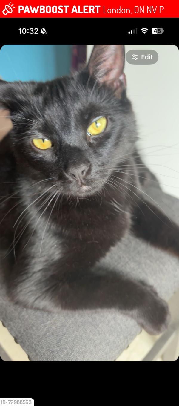 Lost Male Cat last seen dundas,clarke, London, ON N5V 4P8
