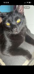 Lost Male Cat last seen dundas,clarke, London, ON N5V 4P8