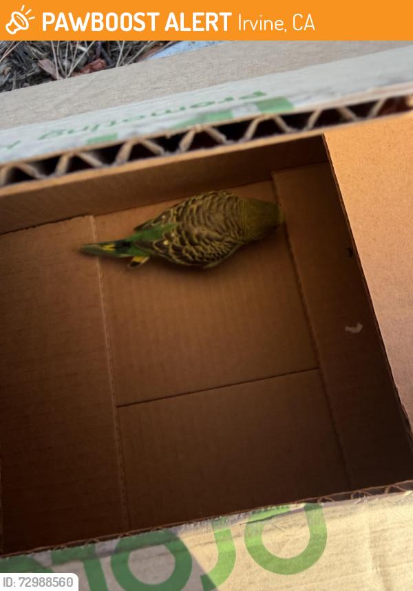 Found/Stray Unknown Bird last seen Portola springs Place , Irvine, CA 92618