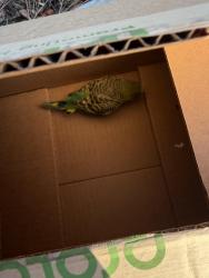 Found/Stray Unknown Bird last seen Portola springs Place , Irvine, CA 92618