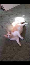 Lost Male Cat last seen Winslow Road, Adams Crossing, Hankey Mull Road, Kinderhook Creek, Route 20, East Nassau, NY 12062