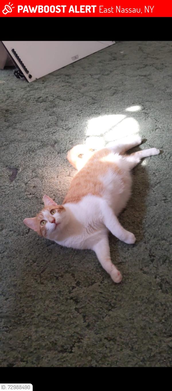 Lost Male Cat last seen Winslow Road, Adams Crossing, Hankey Mull Road, Kinderhook Creek, Route 20, East Nassau, NY 12062