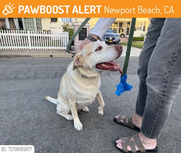 Found/Stray Unknown Dog last seen 15th street & Catalina Drive, Newport Beach, CA 92663