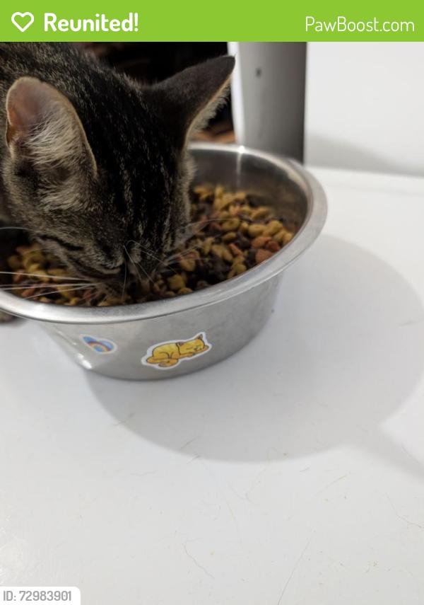 Reunited Female Cat last seen Black Snake Rd and Adger Rd. In Easley sc, Easley, SC 29640
