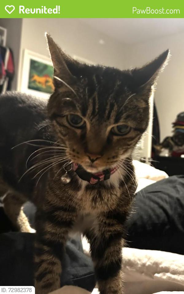 Reunited Female Cat last seen Hartland St, between Noble Ave and Kester Ave, Los Angeles, CA 91405