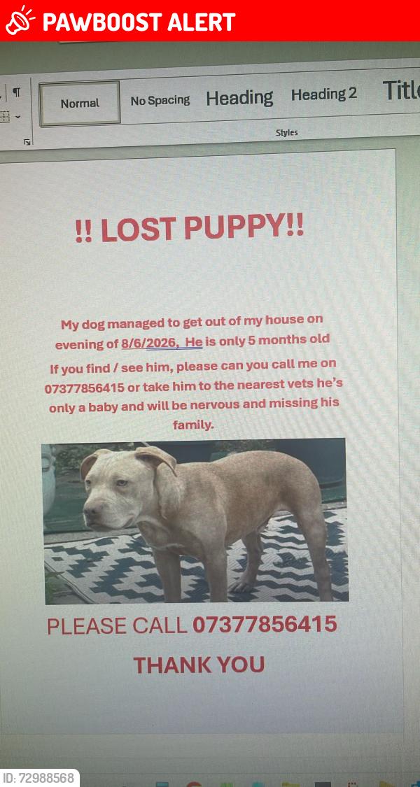 Lost Male Dog last seen Lonsdale road, Greater London, England SW13 9BZ