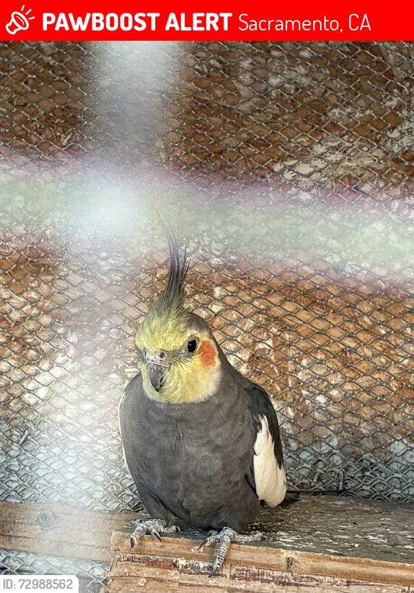 Lost Female Bird last seen Bell avenue st, Sacramento, CA 95838