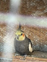 Lost Female Bird last seen Bell avenue st, Sacramento, CA 95838