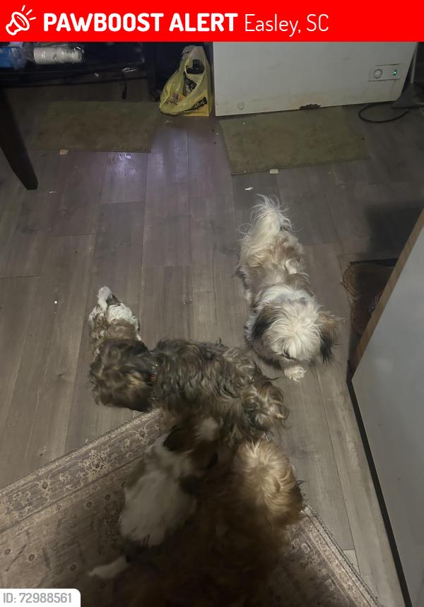 Lost Female Dog last seen Tucker an north old mill, Easley, SC 29640