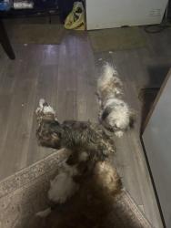 Lost Female Dog last seen Tucker an north old mill, Easley, SC 29640