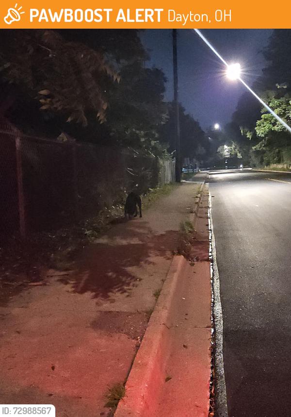 Found/Stray Unknown Dog last seen On Stewart, between Brown St and Anderson St, Dayton, OH 45410