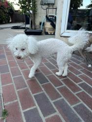 Reunited Male Dog last seen Beaverhead dr , Diamond Bar, CA 91765