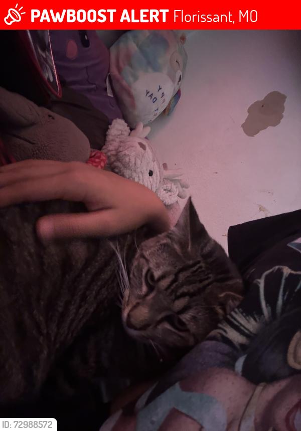 Lost Female Cat last seen grenoble , Florissant, MO 63033
