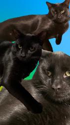 Lost Male Cat last seen Opal ave, Mentone, CA 92359