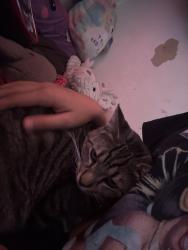 Lost Female Cat last seen grenoble , Florissant, MO 63033