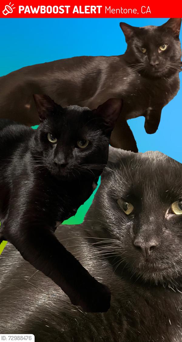 Lost Male Cat last seen Opal ave, Mentone, CA 92359