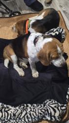 Reunited Male Dog last seen S Fernwood Rd and S Bud Smith Rd, north of Woodcock Creek, Molalla, OR 97038