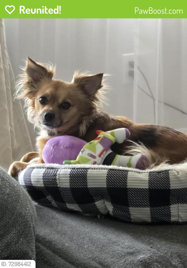 Reunited Female Dog last seen Tuxedo , Brooklyn Heights, OH 44131