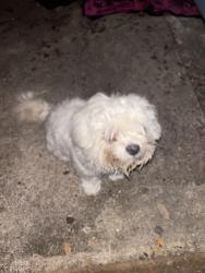 Found/Stray Unknown Dog last seen Glen Iris 77045, Houston, TX 77045