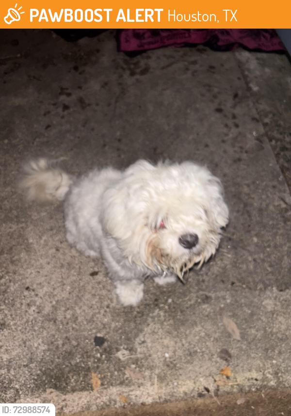 Found/Stray Unknown Dog last seen Glen Iris 77045, Houston, TX 77045