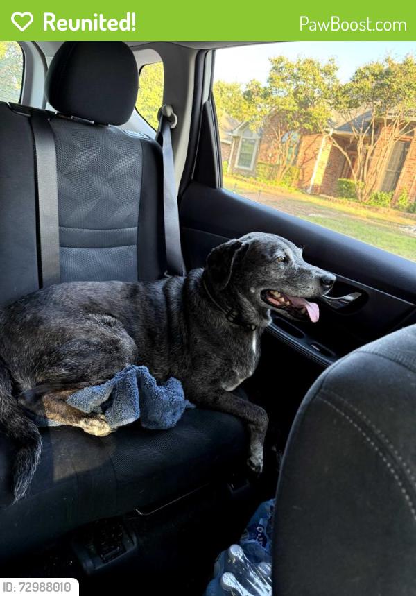Reunited Male Dog last seen Roaring Springs Dr, Allen, TX 75002
