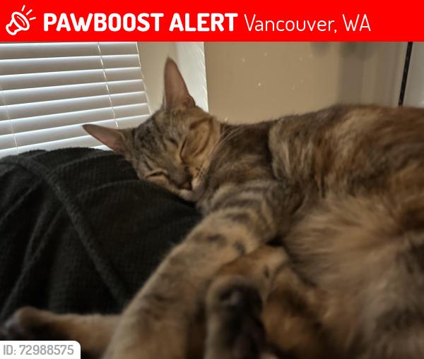 Lost Female Cat last seen Mill Plain and Chkalov, Vancouver, WA 98684
