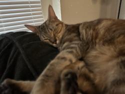 Lost Female Cat last seen Mill Plain and Chkalov, Vancouver, WA 98684