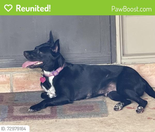 Reunited Unknown Dog last seen Front Royal Street, San Antonio, TX 78247