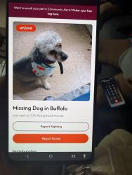 Lost Male Dog last seen Edison or Suffolk, Buffalo, NY 14215