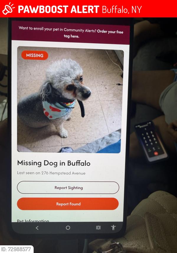 Lost Male Dog last seen Edison or Suffolk, Buffalo, NY 14215