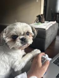 Reunited Female Dog last seen Culver and turner , North Haven, CT 06473