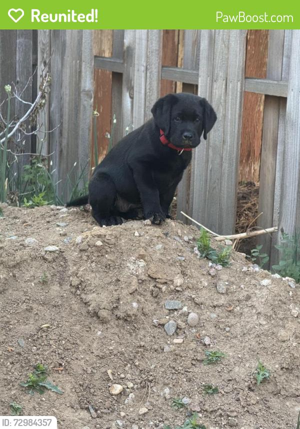 Reunited Male Dog last seen 95th and Independence , Westminster, CO 80021