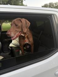 Reunited Male Dog last seen Windgate Ranch neighborhood, San Antonio, TX 78254