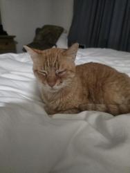 Found/Stray Male Cat last seen Cedar and shaw, Fresno, CA 93710